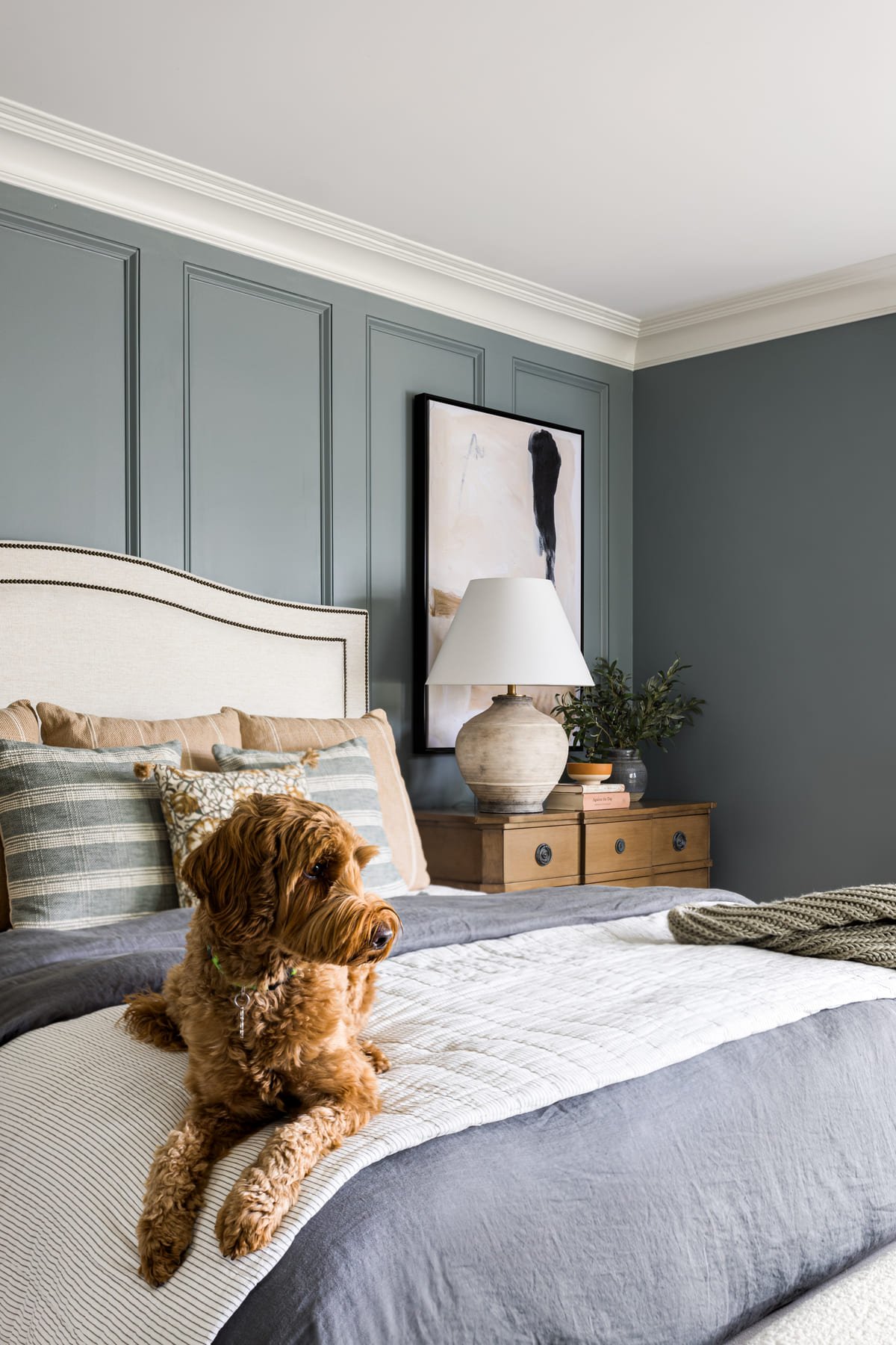 Golden doodle resting on a bed against blue green paneling